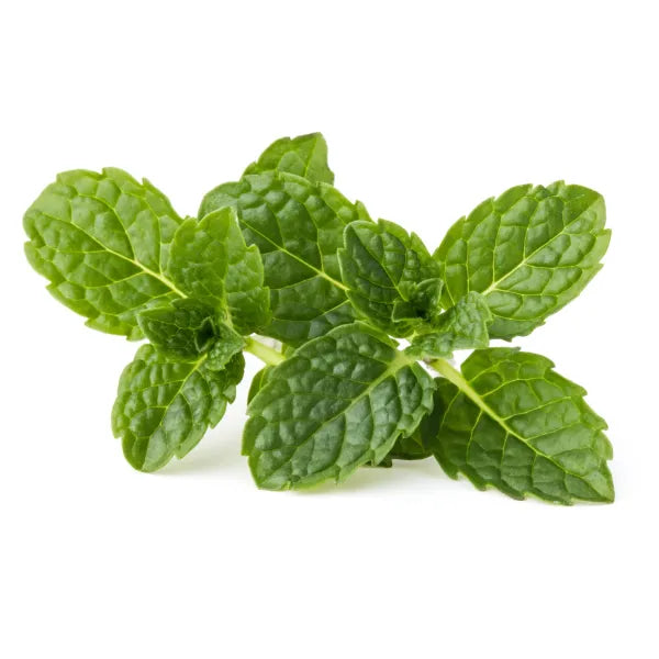 Menta 30 gr