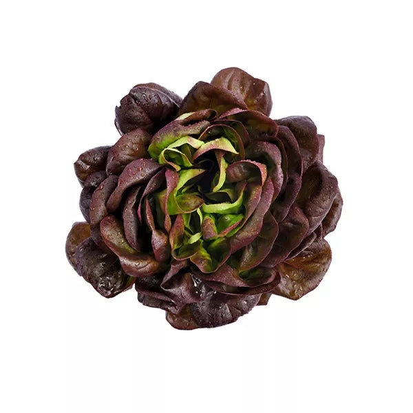 Lechuga francesa