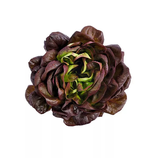 Lechuga francesa