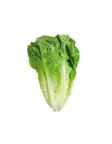 Lechuga costina